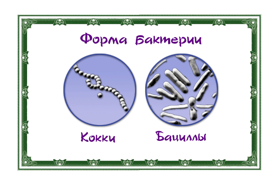 Бактерии их строение и разнообразие